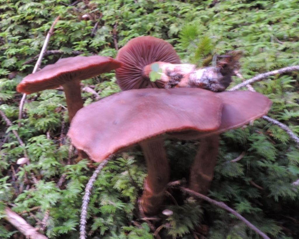 Cortinarius da identif.